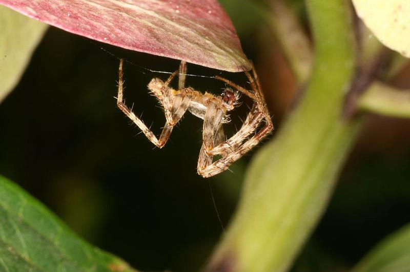 Araneus_diadematus_D8291_Z_89_Les Gris_Frankrijk.jpg